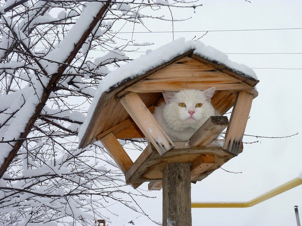 Прикольные картинки