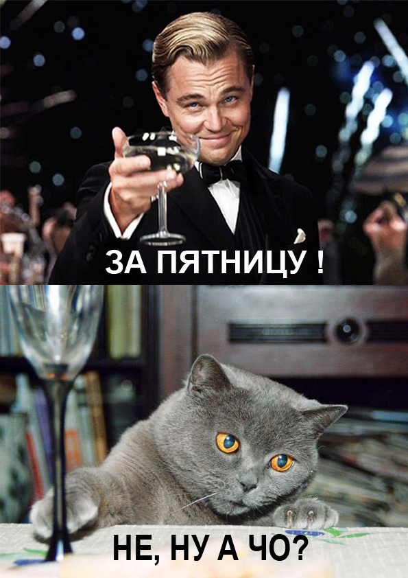 Мой кот, мои правила!