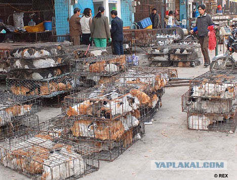 Щенок, потерявший все свои 4 лапы в корейской мясной лавке, обрел новый дом