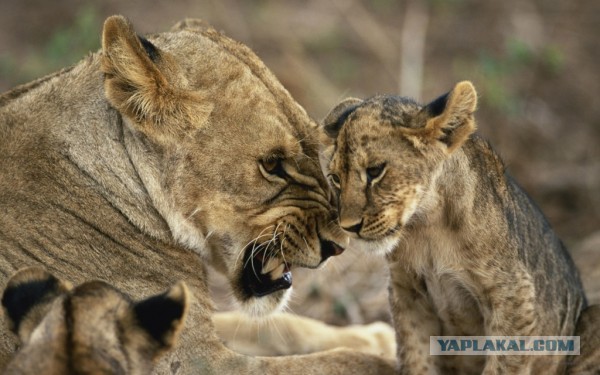 Трогательнейшие семейные сцены из мира животных