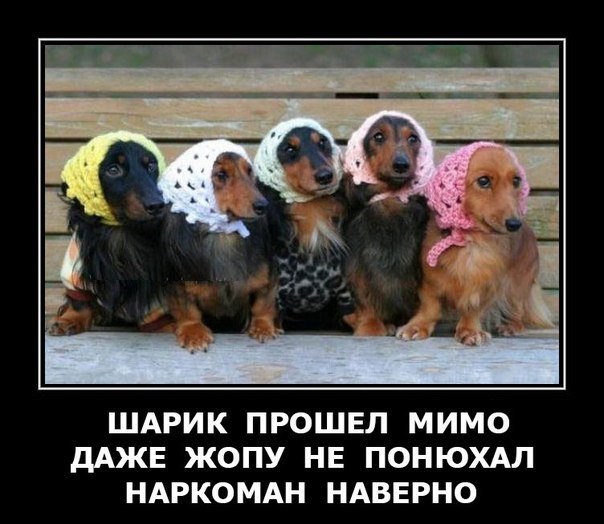 Мохнатые беспредельщики