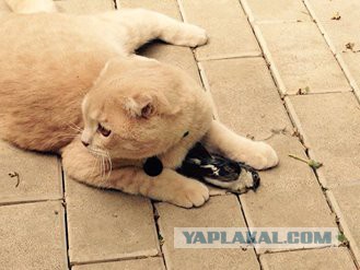 Кошек признали опаснейшими хищниками на Земле