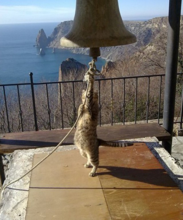 Морские котики