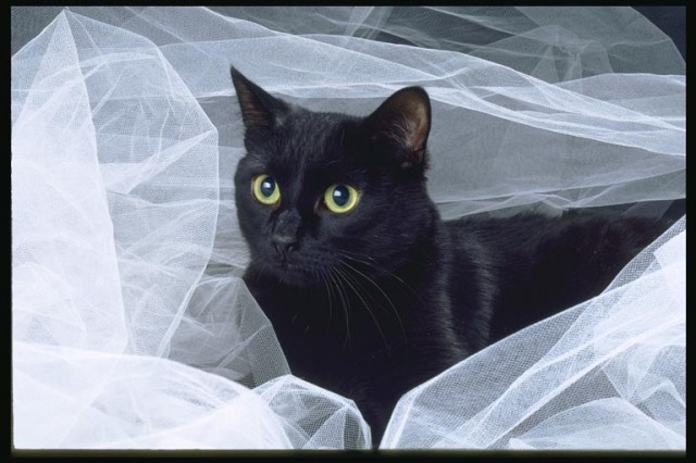 Коты из сети