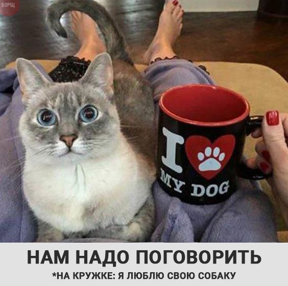 Коты из сети