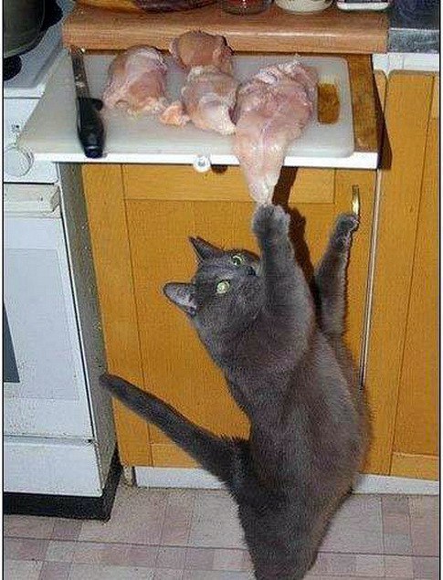 Коты и Кошки