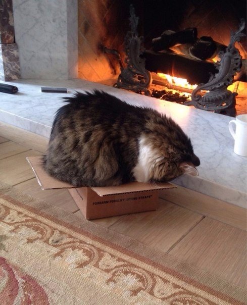 Коты и Кошки