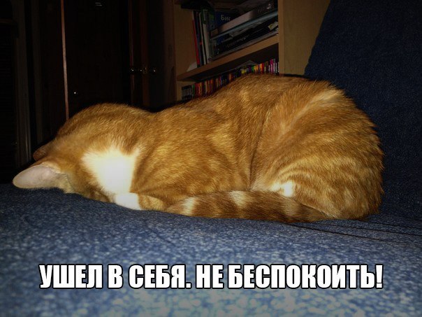 Коты и Кошки