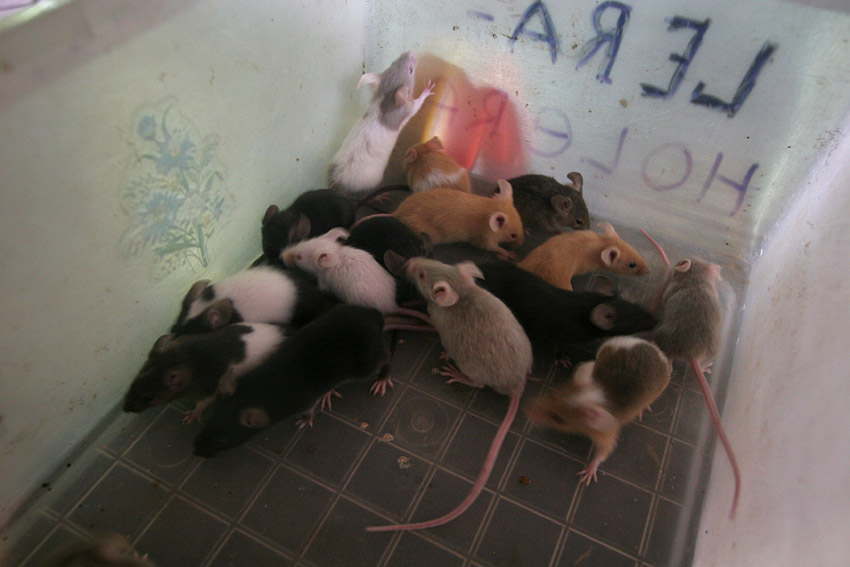 Купить Мышей Для Корма Змеи