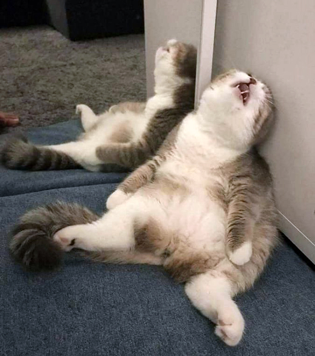 Прикольных котов пост