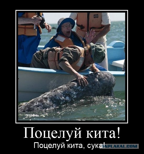 Поцелуй кита