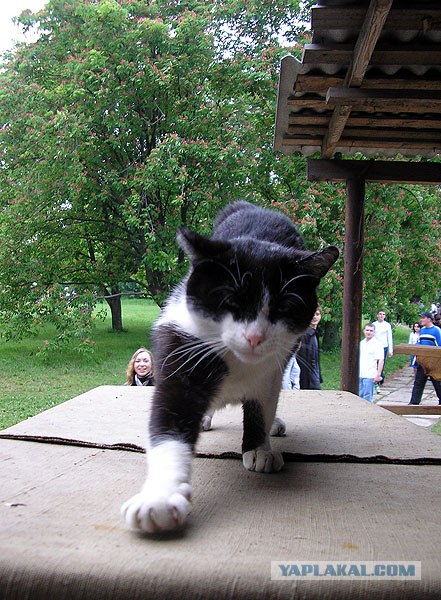 Котовторник, 19 октября