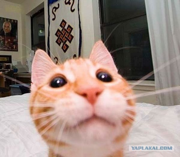 Как же можно про котовторник забыть?!