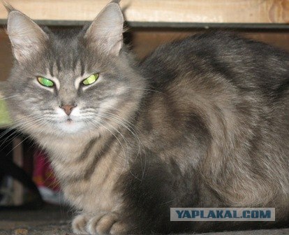 Сонный Котовторник