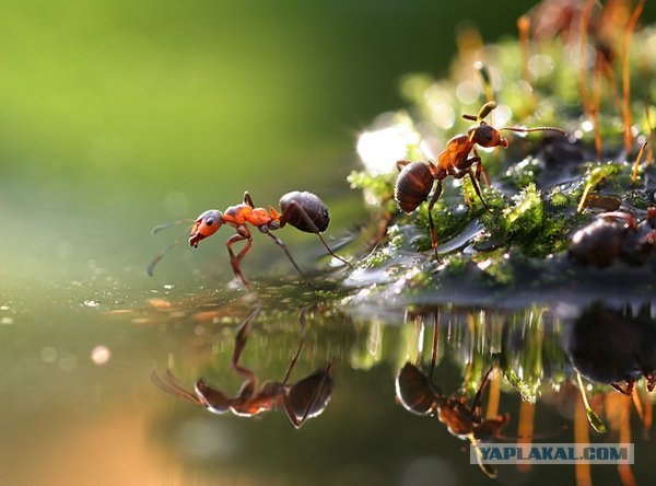 Братья наши меньшие