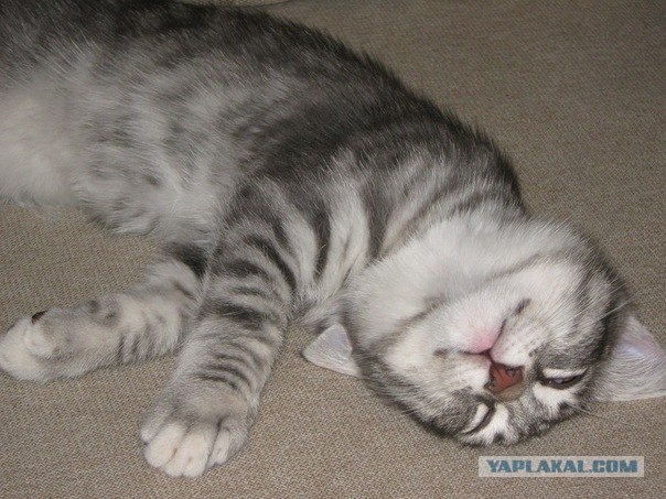 Котовторник 22.11.11