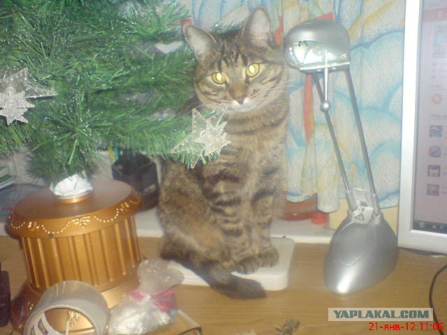 Котовторник (24. 01. 2012 )