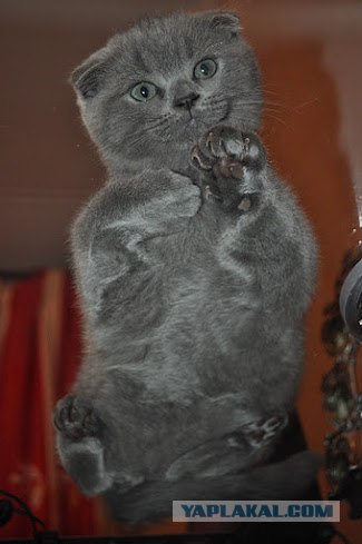 Котовторник 10.04.2012