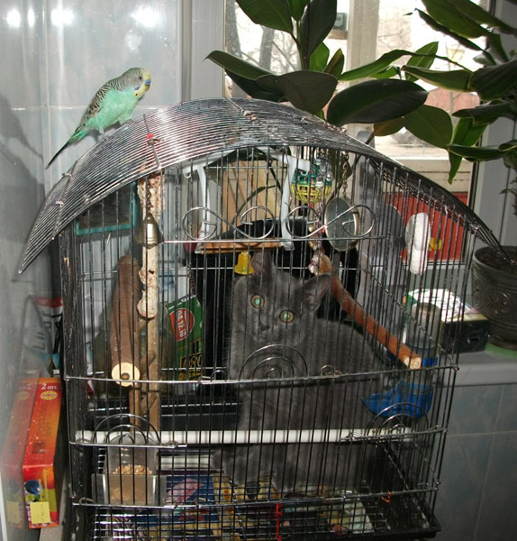 Котовторник   5.06.2012
