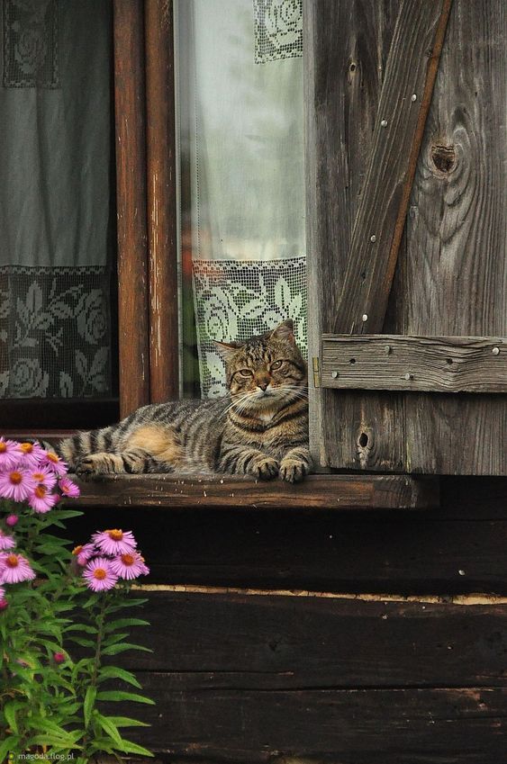 Прикольных котов пост