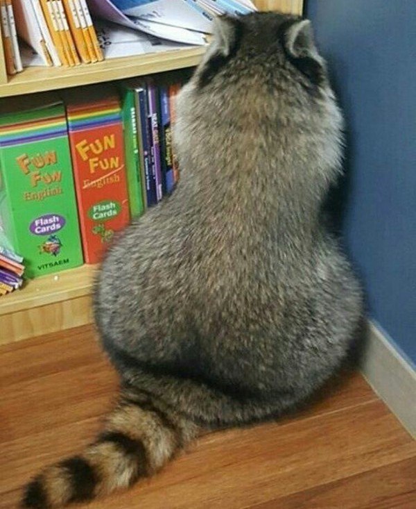 Живность из сети
