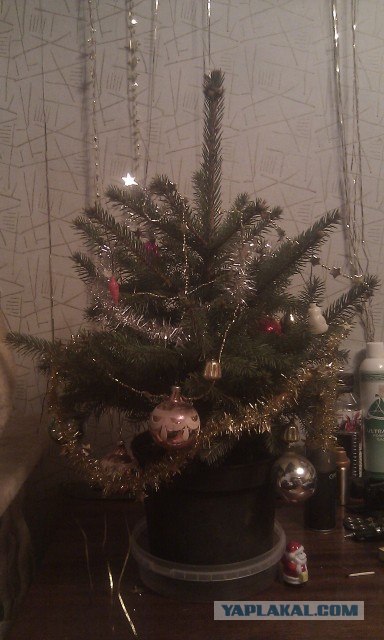 Елка тоже хочет жить