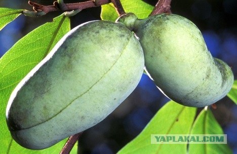 10 самых удивительных фруктов и овощей