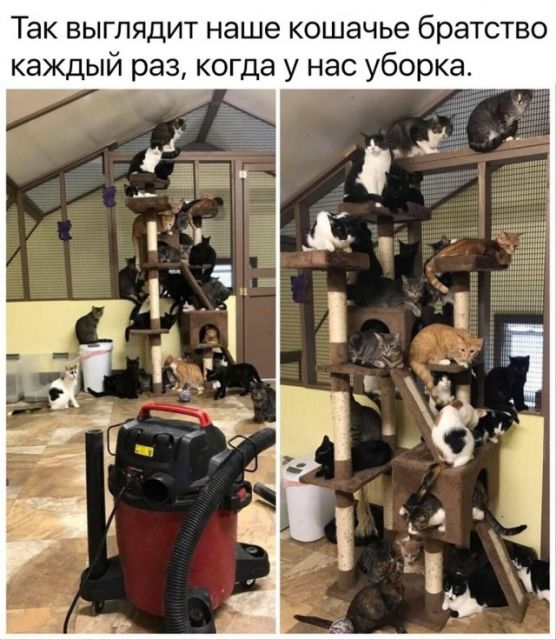 Котовторник. Картинки и буквы 08.02.22