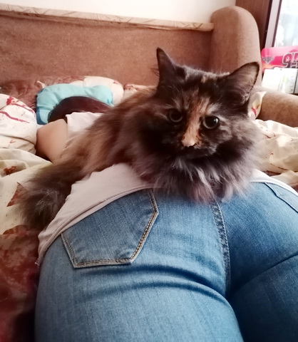 А ваши котейки че счас делают?