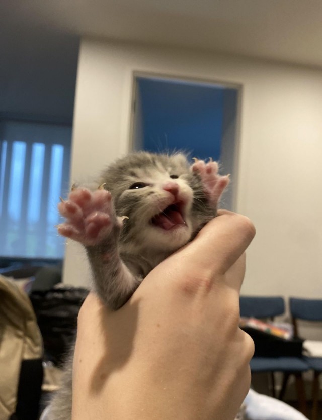 На котовторник