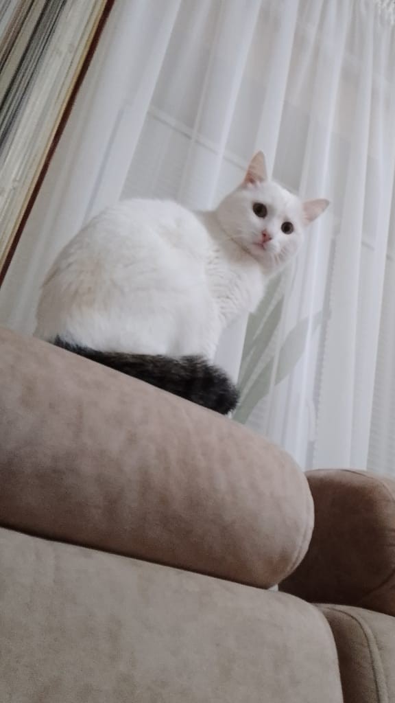 Котовторник от Jus`а или просто Кекс