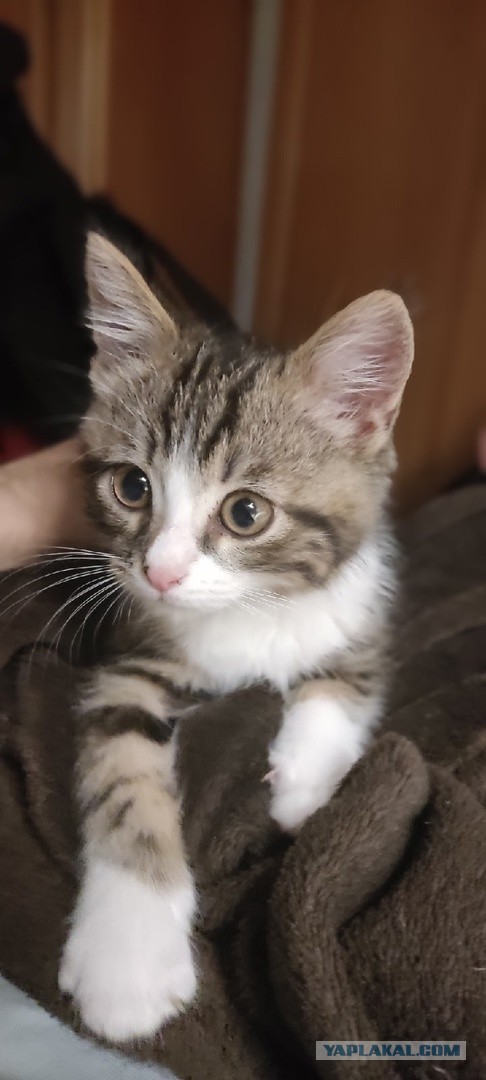Котовторник, пополнение