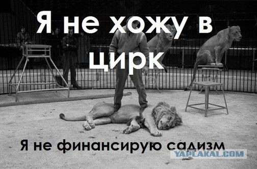 У котика плохое настроение