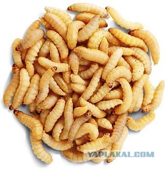 Коктейль "Studencheskiy"