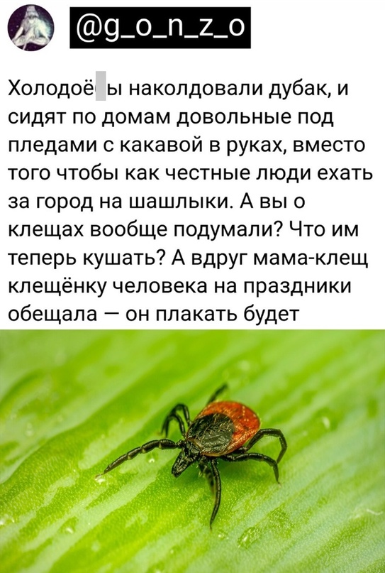 Весёлый полтишок 08.05.23
