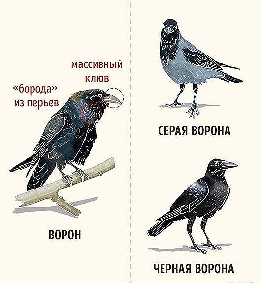 Иногда это мы путаем