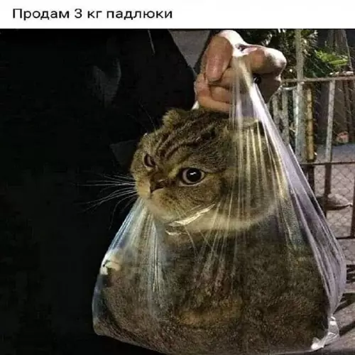 Картиночки, баянчики 18 февраля