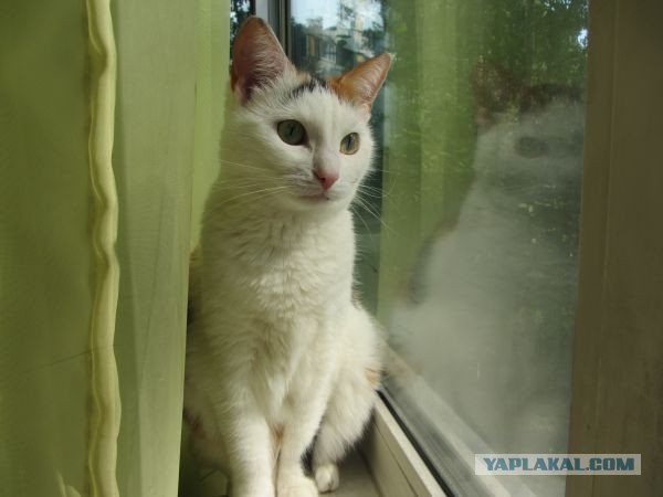 Котовторник 23.07.2013