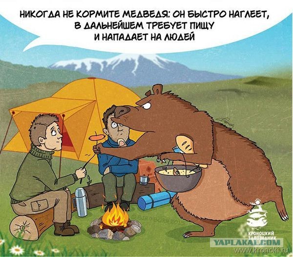 Медведь напал на палатку с туристами на Алтае, утащил из неё девушку и насмерть растерзал её