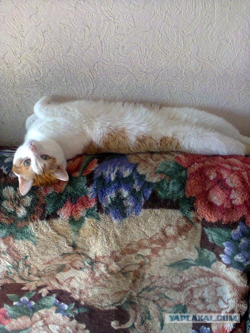 Котовторник 8.10.2013