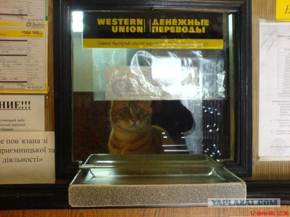 Коты ученых