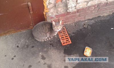 Котовторник 29.04.14.