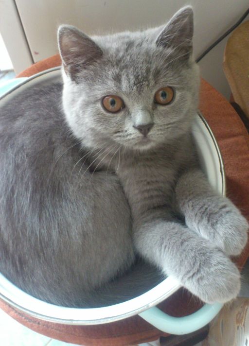 Котовторник 20.05.2014