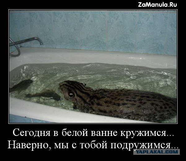 Чёрт, чёрт, чёрт!