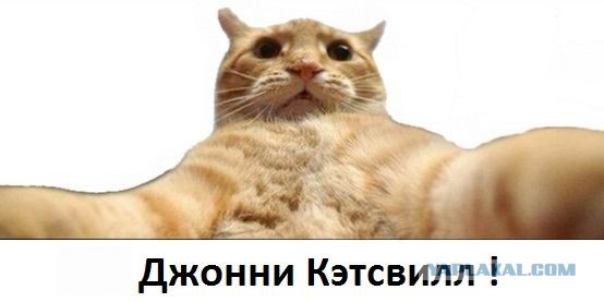 Котовторник 25.11.2014