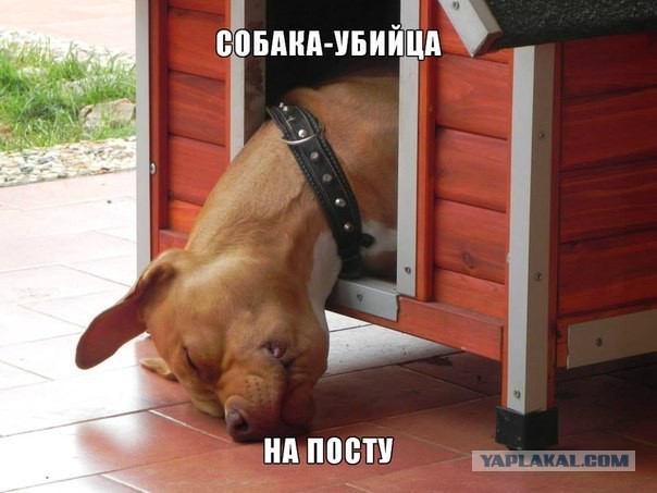 Таблички собачьи