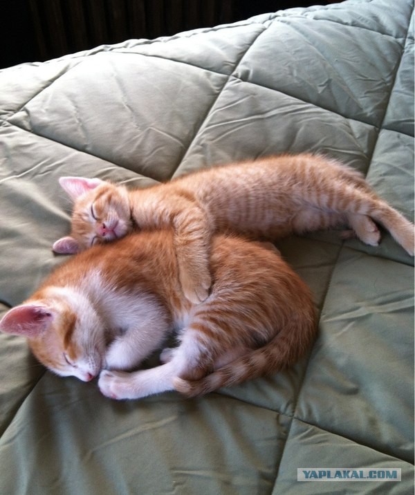 Котовторник