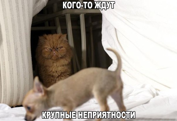 Весёлые картинки в чёрной рамке