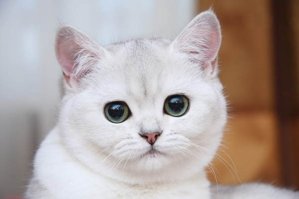 Котовторник