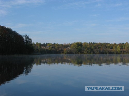 Веппский край, Южная тайга